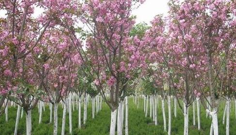 樱花的嫩枝扦插繁育技术是哪些？(图1)